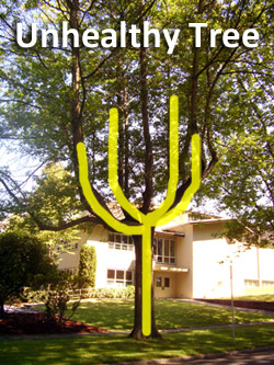 Unhealthy Legion Way tree